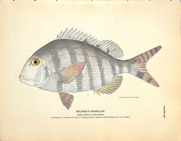 MILNER'S PAGELLUS print