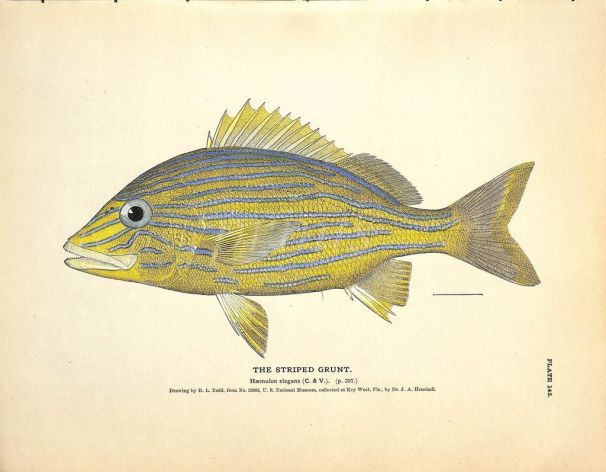 THE STRIPED GRUNT print