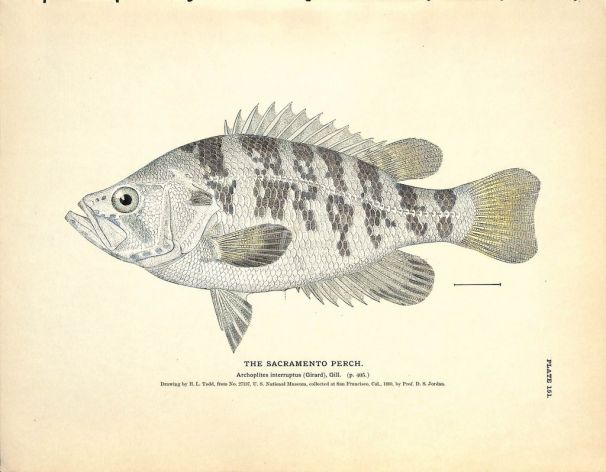THE SACRAMENTO PERCH print
