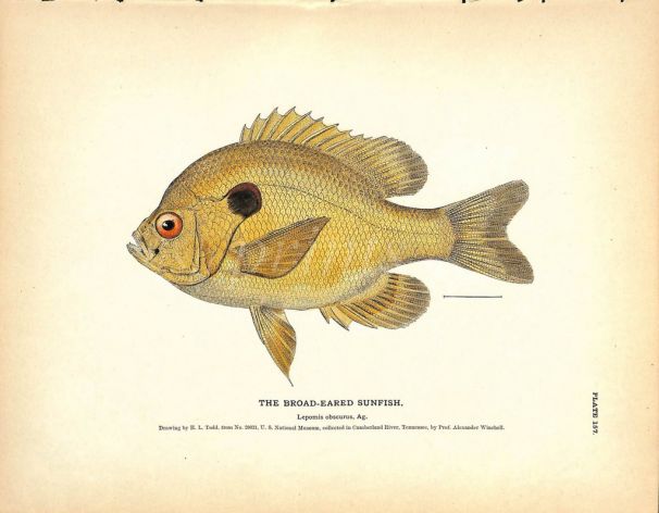 THE BROAD-EARED SUNFISH print