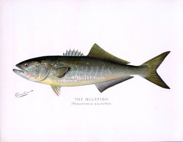 THE BLUEFISH print (Pomatomus saltatrix)