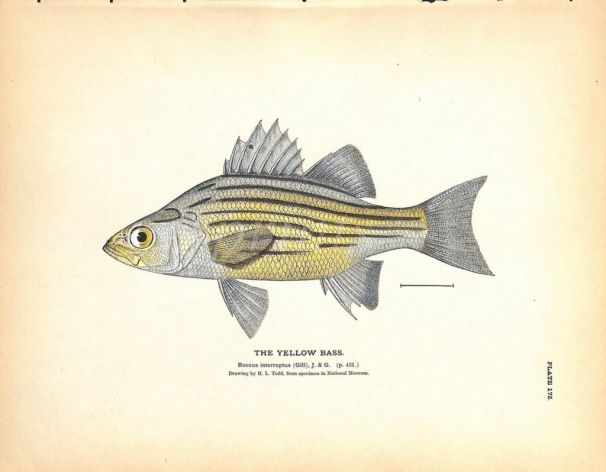 THE YELLOW BASS print