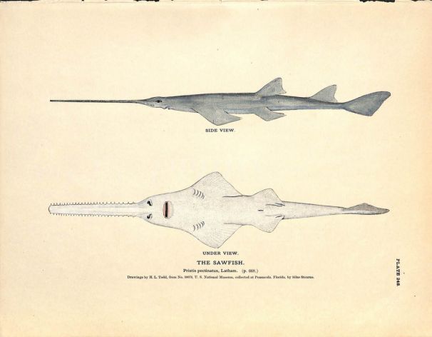 THE SAWFISH print