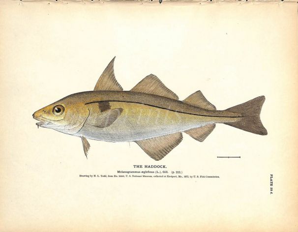 THE HADDOCK print