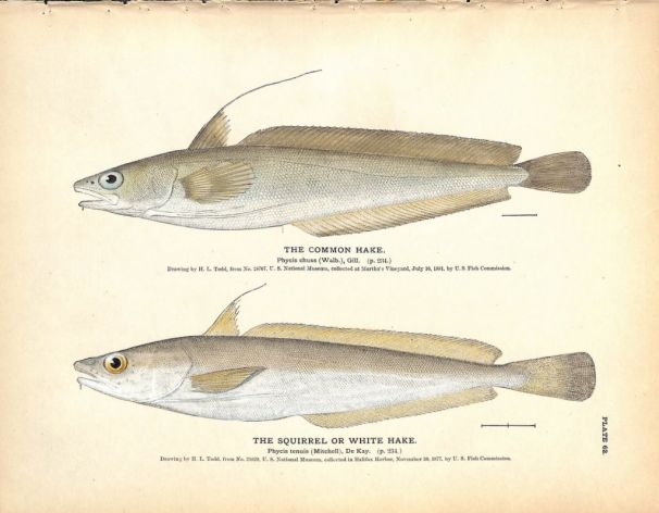 THE COMMON & WHITE HAKE print