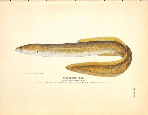 THE COMMON EEL print