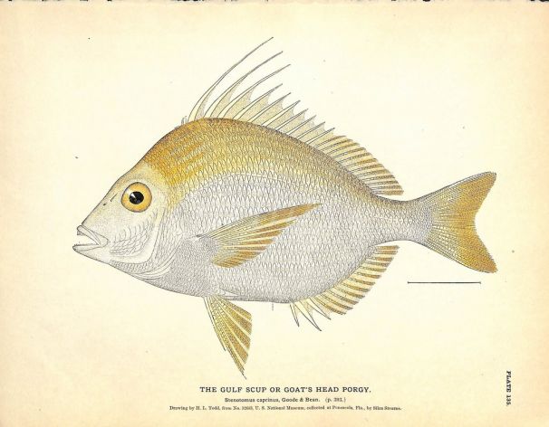 THE GULF SCUP OR GOAT'S HEAD PORGY print