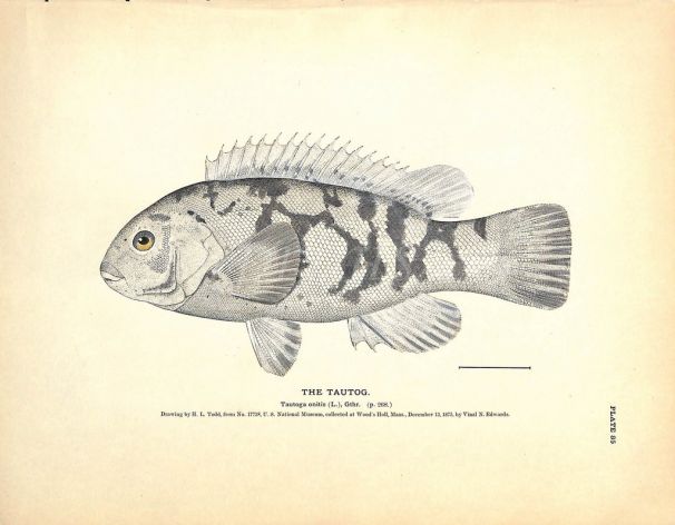 THE TAUTOG print