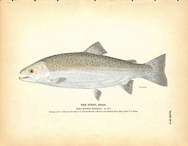 THE STEELHEAD print