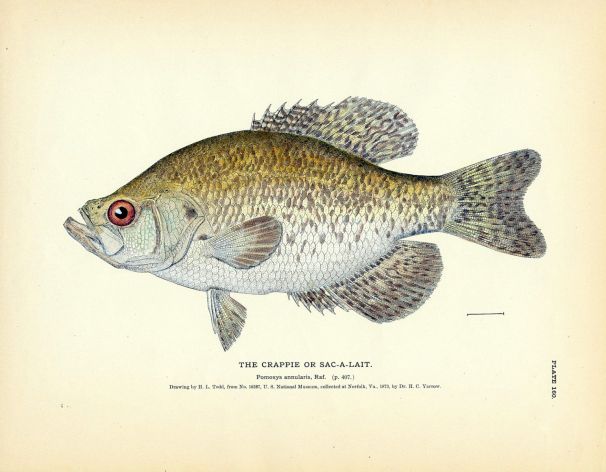 THE CRAPPIE fish print