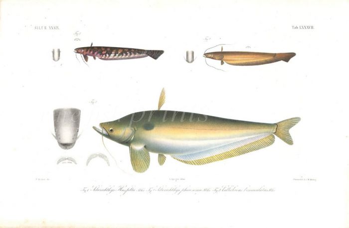 SILURICHTHYS & CALLICHROUS BIMACULATUS catfish print