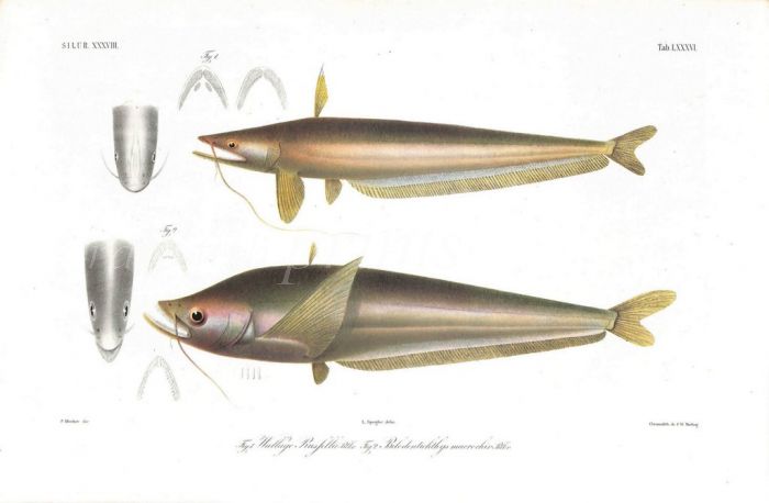 WALLAGO RUSSELLII & BELODONTICHTHYS MACROCHIR catfish print