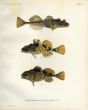 THE FOUR-HORNED SCULPIN & LONG-SPINED SEA SCORPION print (Cottus quadricornis & bubalis)