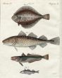 THE PLAICE, COD, HAKE, HADDOCK print