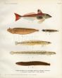 THE GREY GURNARD, PRICKLEBACKS & SHANNIES, ROCK GUNNEL