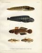 THE EELPOUT, SEACAT or WOLFFISH, BLACK GOBY print (Enchelyopus, Anarrhichas, Gobius)