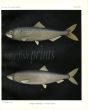 THE COMMON HERRING & SHAD print (Clupea harangus & alosa)