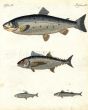 THE ATLANTIC SALMON, TUNNY or BLUE-FIN TUNA. MACKEREL print