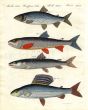 THE GWINIAD, CHAR, HUCHEN DANUBE SALMON, GRAYLING print