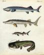 THE GREAT STURGEON, STURGEON, RUSFISH STURGEON, EUROPEAN or WELS CATFISH print