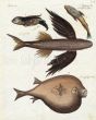 THE GREAT FLYING FISH, SEA SWALLOW, REMORA, ORB  print