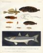 THE DRAGONET, SNAILFISH, GREY MULLET print ( Callionymus, Cyclogaster, Mugil chelo)