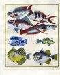 PLATE TWENTY TWO: OBLIQUE-BANDED SNAPPER, STARRY TRIGGERFISH, BLUE-FINNED TRIGGERFISH, YELLOWMARGIN TRIGGERFISH print