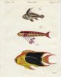 THE RIBBONFISH, HAWKEN'S FISH, TRI-COLOURED or ROCK BEAUTY FISH print