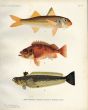  THE RED MULLET, NORWAY HADDOCK, GREAT WEEVER print (Mullus barbatus, Sebastes marinus, Trachinus draco)