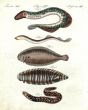 THE LAMPREY, SOLE, ZEBRA SOLE, MORAY EEL print