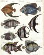 GOLD-YELLOW ANGELFISH, EMPEROR OF JAPAN, RACOON BUTTERFLYFISH, LONG-FINNED BATFISH, BANNERFISH,  BICOLOR, SERGANT BUTTERFLYFISH print