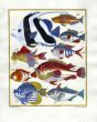 PLATE THIRTY TWO: LONG-FIN BANNER, ANGELFISH, ROTTEN MORON, LONGNOSE print