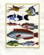 PLATE THIRTY THREE: HORNED BOXFISH, BANNERFISH, JANSEN'S WRASSE, GROUPER print