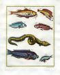 PLATE THIRTY SIX: LINED GOATFISH, WRASSE print