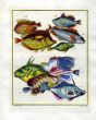 PLATE FORTY: REEF TRIGGERFISH, RABBITFISH, REGAL ANGELFISH, SADDLED BUTTERFLYFISH print