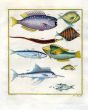 PLATE FORTY NINE: VLAMINGH'S UNICORNFISH, HORNED PIPEFISH, SIX-BANDED ANGELFISH, MACKEREL, REAR ADMIRAL, SAILFISH print
