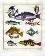 PLATE NINETEEN: MOORISH IDOL, WRASSE, CORIS, SPOTTED SCAT print