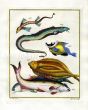 PLATE FORTY THREE: MARINE EEL, LEFT-EYE FLOUNDER, YELLOW CAMEL OF THE CREAM COAST print
