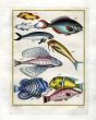 PLATE FIFTY ONE: SURGEONFISH, SEA COW, YELLOWSTRIPE GOATFISH, FLYING SEA OWL, REGAL ANGELFISH, BIRD WRASSE print