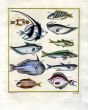 PLATE FIFTY: LONGFIN BANNERFISH, FEATHERBACK, CIGAR WRASSE, TRIGGERFISH, UNICORNFISH print