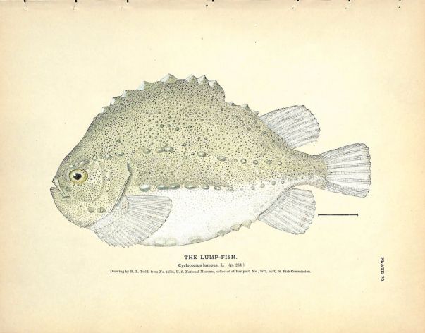 THE LUMPFISH print