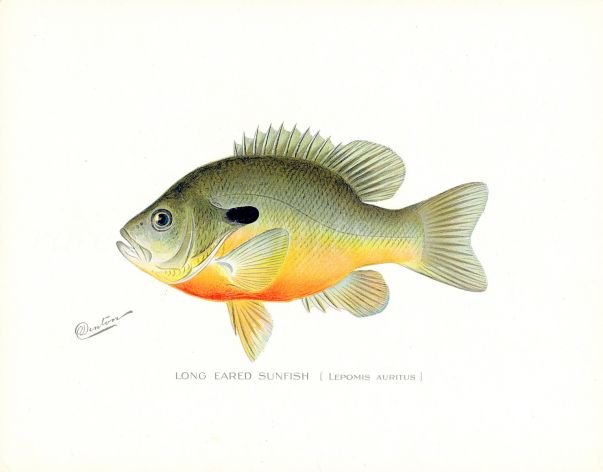 THE LONG EARED SUNFISH ( Lepomis Auritus)