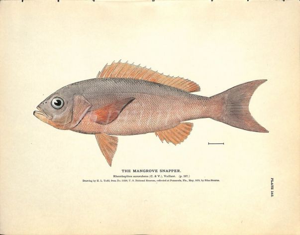 THE MANGROVE SNAPPER print