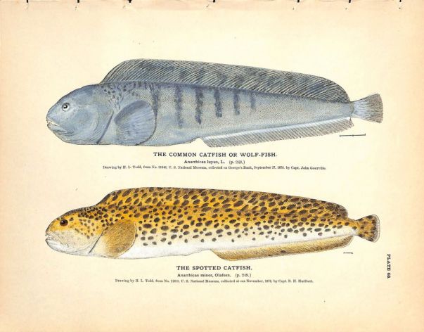 THE COMMON CATFISH OR WOLF FISH & SPOTTED CATFISH print