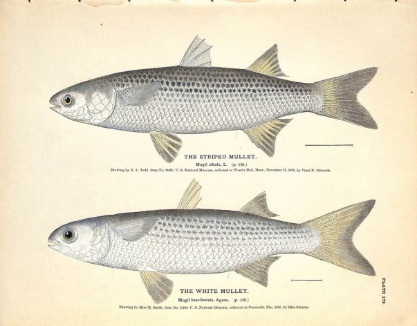 THE STRIPED MULLET AND WHITE MULLET print