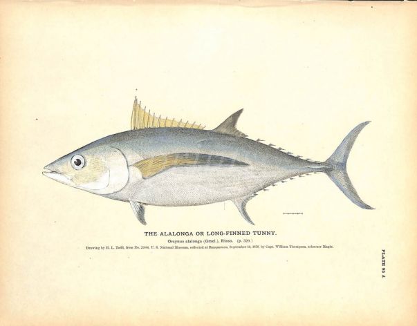 THE ALALONGA OR LONG-FINNED TUNNY print