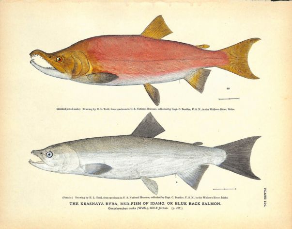 THE KRASNAYA RYBA, REDFISH OF IDAHO OR BLUE BACK SALMON print