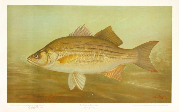 THE WHITE OR SILVER BASS print (Roccus chrysops)
