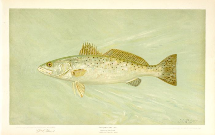 THE SPOTTED SEA TROUT print ( Cynoscion maculatum)