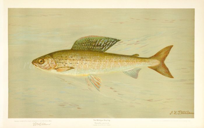 THE MICHIGAN GRAYLING print (Thymallus ontariensis)